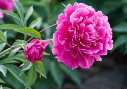 春天能種芍藥嗎？芍藥幾月種植？