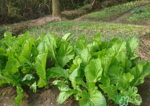芥菜能和雞肉一起吃嗎？芥菜與雞肉同吃會中毒嗎？