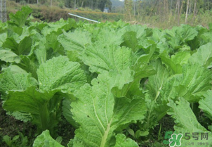 芥菜能和雞肉一起吃嗎？芥菜與雞肉同吃會中毒嗎？