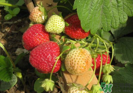春天能種草莓嗎？春天可以種草莓嗎？