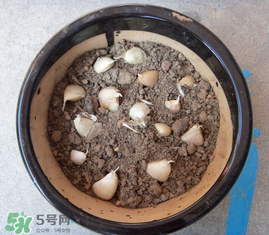 春天可以種大蒜嗎？春天什么時(shí)候種大蒜？