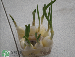 春天大蒜什么時候澆水？大蒜多久澆一次水？