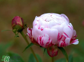 春天能種芍藥嗎？芍藥幾月種植？