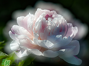 春天能種芍藥嗎？芍藥幾月種植？