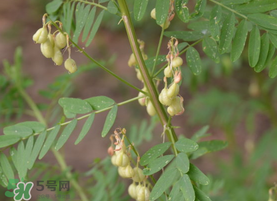 春天能吃黃芪嗎？春天吃黃芪好嗎？