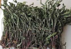 干的蒲公英多少錢一斤？蒲公英多少錢一斤干的？