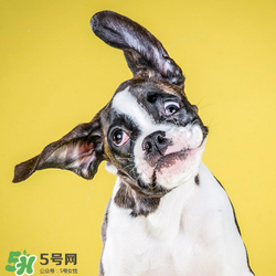狂犬疫苗多少錢？狂犬疫苗價格？