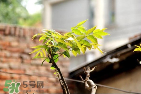 植樹節(jié)是幾月幾日？2017植樹節(jié)是哪一天？