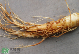 春天可以吃人參嗎？春季能進補人參嗎？