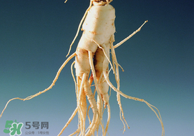 春天可以吃人參嗎？春季能進補人參嗎？
