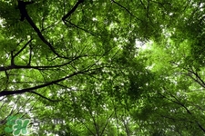 植樹節(jié)是為了紀(jì)念誰？植樹節(jié)的由來和意義