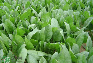 春天能種菠菜嗎？春天怎么種菠菜？