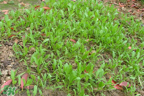 春天能種菠菜嗎？春天怎么種菠菜？