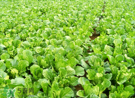 春天能種白菜嗎？春天白菜什么時間種植？