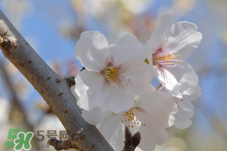 植樹節(jié)可以種什么花？植樹節(jié)種什么花好？