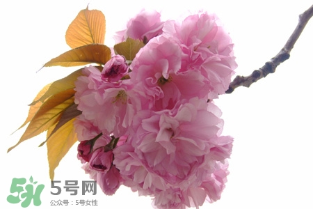 植樹節(jié)怎樣種樹？植樹節(jié)種植的方法及步驟