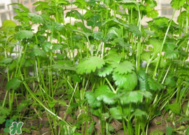 春天能種香菜嗎？香菜幾月份播種？