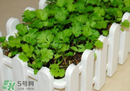 春天能種香菜嗎？香菜幾月份播種？