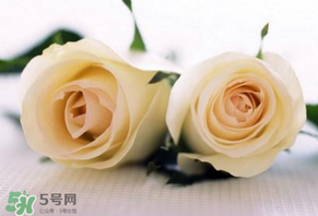白色情人節(jié)送什么花？白色情人節(jié)送白玫瑰合適嗎？