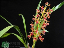 蘭花品種？蘭花有多少品種？
