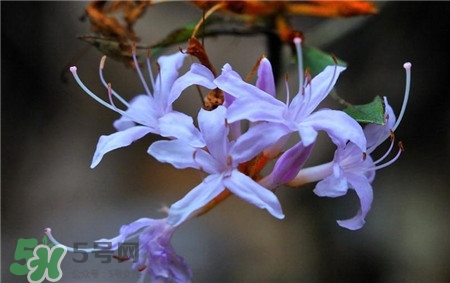 蘭花品種？蘭花有多少品種？