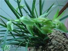 蘭花品種？蘭花有多少品種？