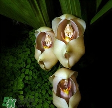 蘭花品種？蘭花有多少品種？