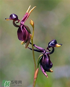 蘭花品種？蘭花有多少品種？