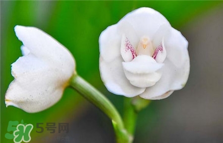 蘭花品種？蘭花有多少品種？
