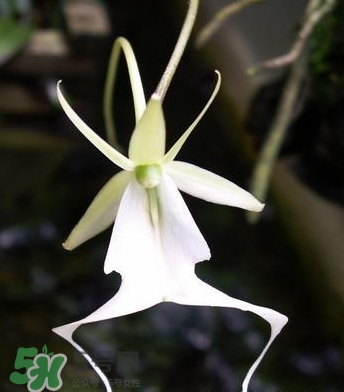 蘭花品種？蘭花有多少品種？