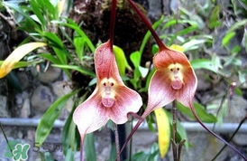 蘭花品種？蘭花有多少品種？