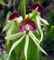 蘭花品種？蘭花有多少品種？