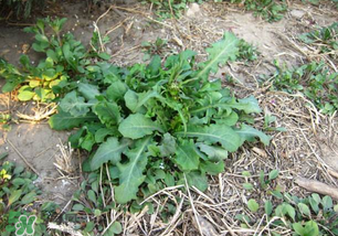 春天吃什么野菜好？春天吃什么野菜降血壓？
