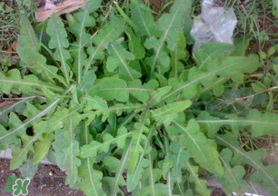 春天吃什么野菜好？春天吃什么野菜降血壓？