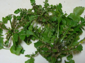 野生薺菜幾月份有？野生薺菜什么時(shí)候有？