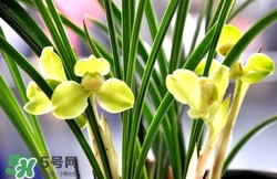 蘭花怎么養(yǎng)？蘭花怎么種？