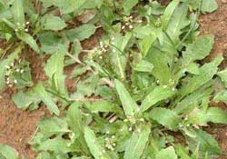 野生薺菜幾月份有？野生薺菜什么時(shí)候有？