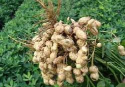 春天能種花生嗎？春天什么時候種花生？