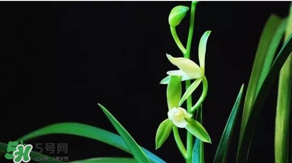 蘭花怎么養(yǎng)？蘭花怎么種？