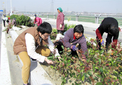 植樹(shù)節(jié)可以種什么植物？植樹(shù)節(jié)種什么植物好？