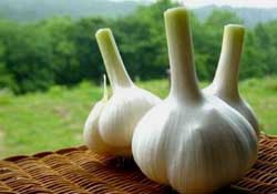 大蒜爛了一點還能吃嗎？大蒜爛根是怎么回事？