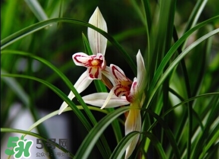 蘭花怎么養(yǎng)？蘭花怎么種？