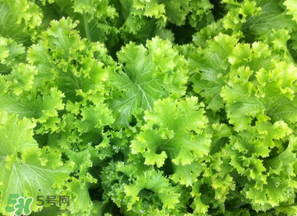 春天能種生菜嗎？生菜春天可以種嗎？