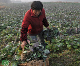 春天能種油菜嗎？油菜春天什么時候種植？