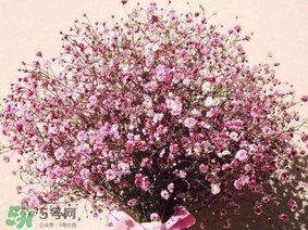 春天能種滿天星嗎？什么時候最適合種植滿天星？