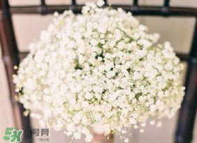 春天能種滿天星嗎？什么時候最適合種植滿天星？