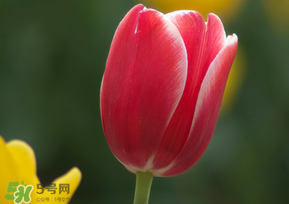 春天可以種郁金香嗎？郁金香可以春天種嗎？