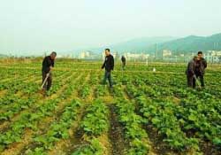 春天能種油菜嗎？油菜春天什么時候種植？
