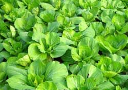 春天種植什么蔬菜好？春季適合種植的蔬菜