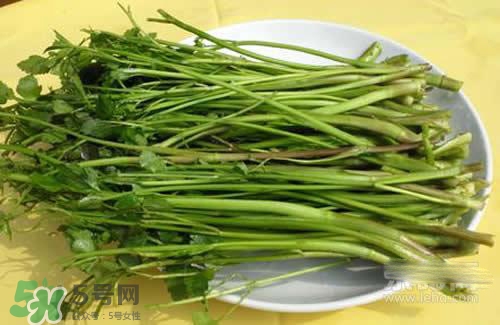 吃野芹菜會(huì)中毒嗎？吃野芹菜中毒了怎么辦？